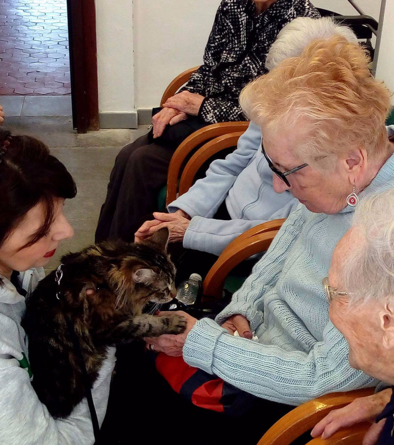 Pet therapy con un dolce gattino